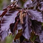 Buk lesný (Fagus sylvatica) ´PURPUREA PENDULA´ - výška 40-50 cm, kont. C5L